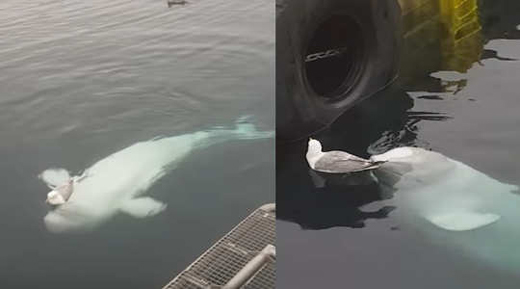 spy whale.jpg